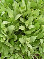 Tanaisie, Tanacetum balsamita (fam Composees) (Europe orientale, Asie occidentale) (1) (Photo F. Mrugala)